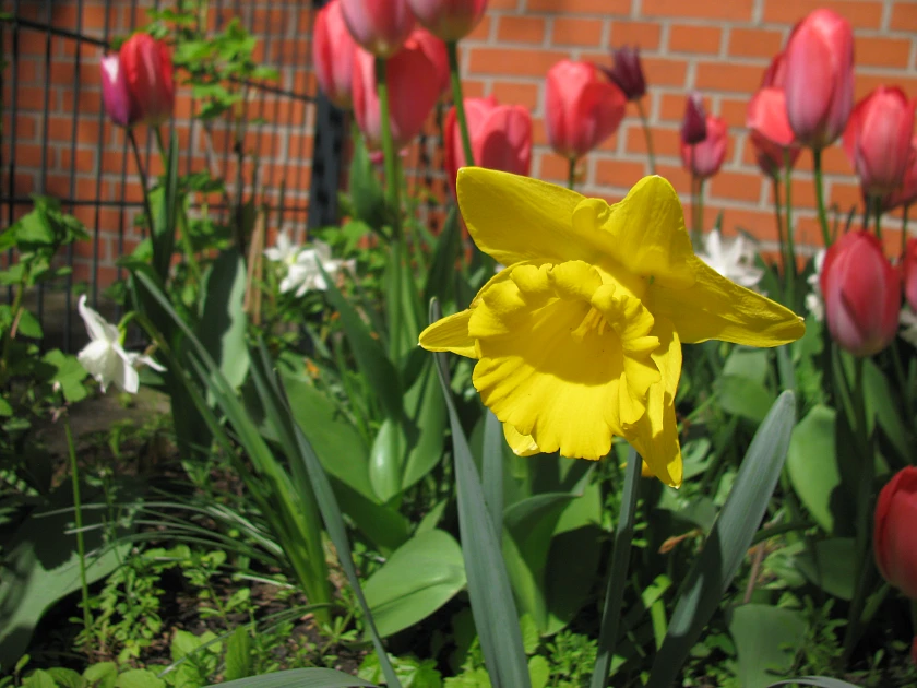 Blüten
