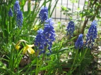 lila Blüten