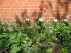 Blüten vor Mauer