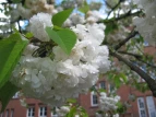 weiße Blüten am Baum